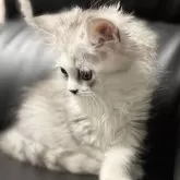 ミヌエット(長足)【埼玉県・女の子・2025年7月20日・ブルータビー&ホワイト】の写真14