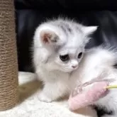 ミヌエット(短足)【埼玉県・女の子・2025年2月26日・ダイリュートキャリコ】の写真14