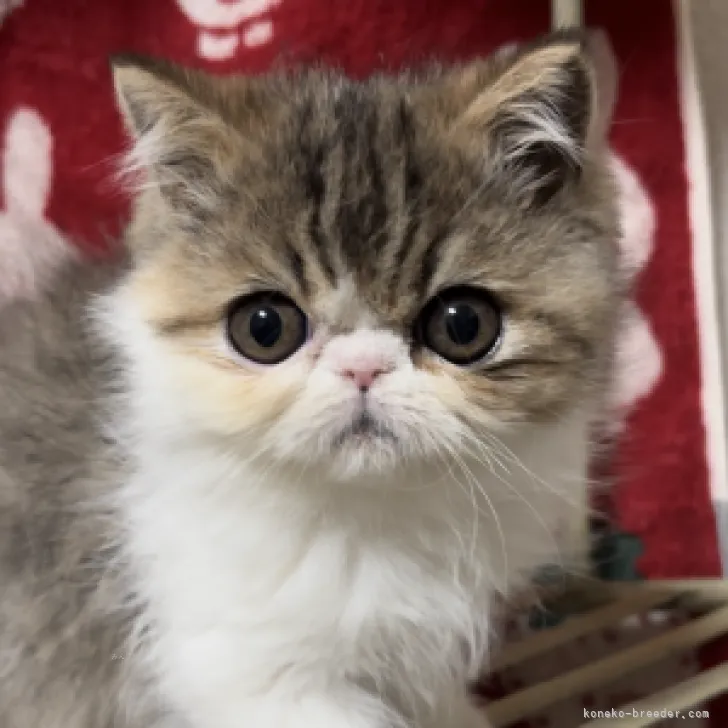 ID：2310-02068の子猫