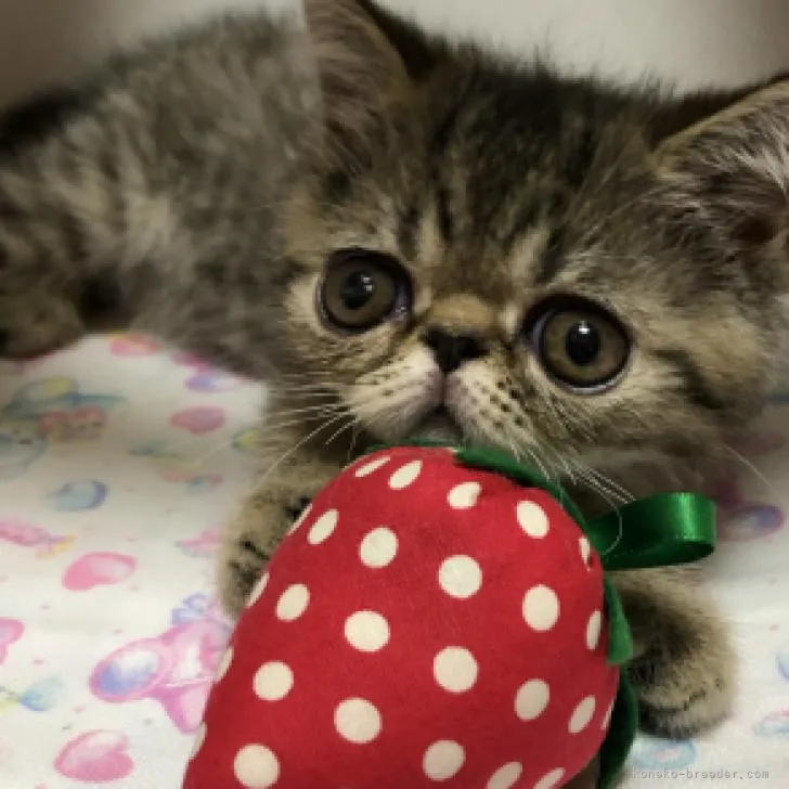 ID：2206-01384の子猫