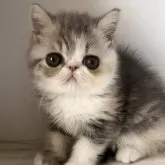 エキゾチックショートヘア【愛知県・女の子・2024年8月14日・ブルーパッチドタビー&ホワイト】の写真1「優しいお顔の女の子です^ - ^」