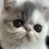 エキゾチックショートヘア【愛知県・男の子・2024年9月7日・ブルータビー&ホワイト】の写真2「優しい目で見つめてくれます♪」