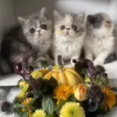 エキゾチックショートヘア【愛知県・女の子・2024年8月14日・ブルーパッチドタビー&ホワイト】の写真3「左の子です🐱優しい表情の女の子♥︎」