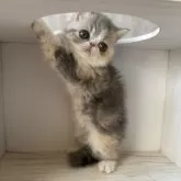 エキゾチックショートヘア【愛知県・女の子・2024年8月14日・ブルーパッチドタビー&ホワイト】の写真4「しぐさも可愛いです♡」