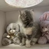 エキゾチックショートヘア【愛知県・女の子・2024年8月14日・ブルーパッチドタビー&ホワイト】の写真5「可愛い後ろ姿💕」