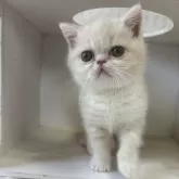 エキゾチックショートヘア