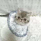 エキゾチックショートヘア