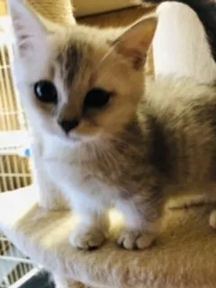 ID：2012-01903の子猫