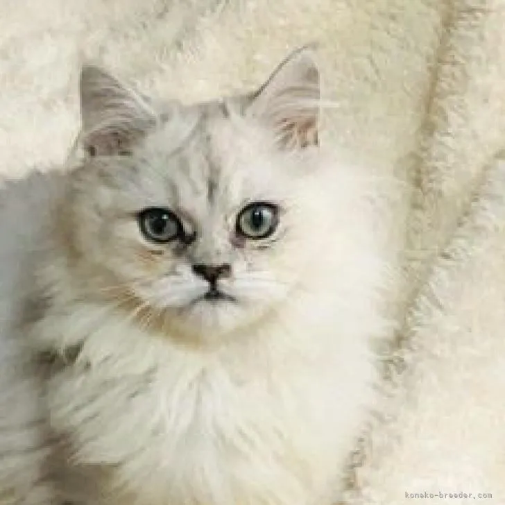 ID：2208-01862の子猫