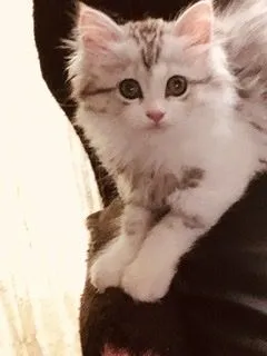 ID：2106-00766の子猫