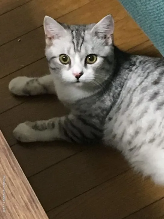 ID：1909-01541の子猫