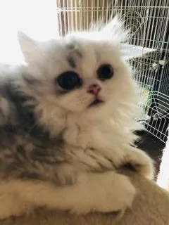 ID：2009-01857の子猫