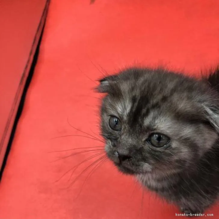 ID：2302-00204の子猫
