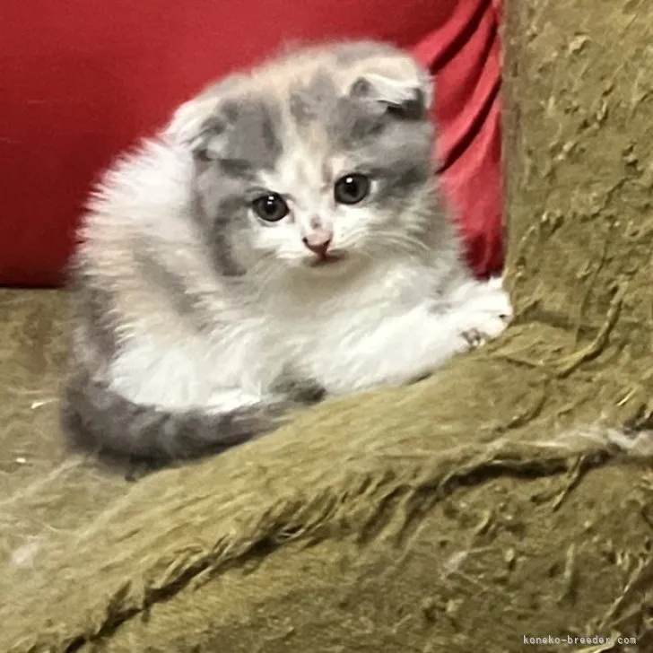 ID：2308-02666の子猫