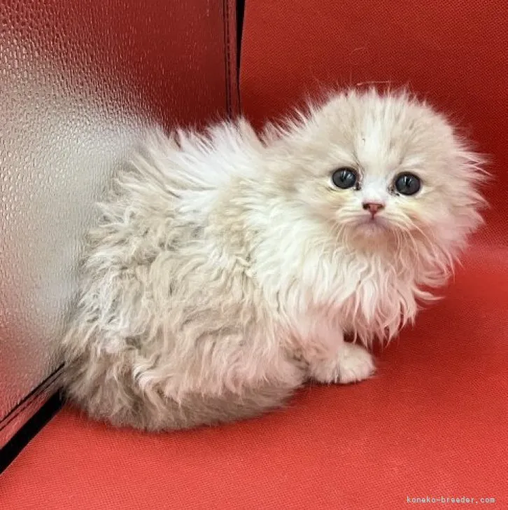 ID：2304-03269の子猫