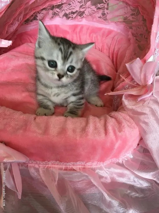 ID:1904-00542の子猫