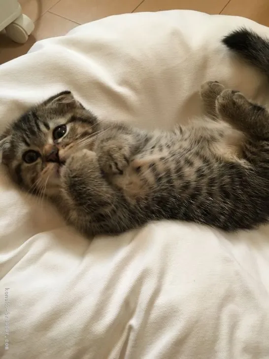 ID:1806-00531の子猫