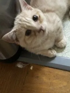 ID:2112-00986の子猫