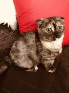 ID：2109-00967の子猫