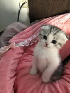 ID：1911-00651の子猫