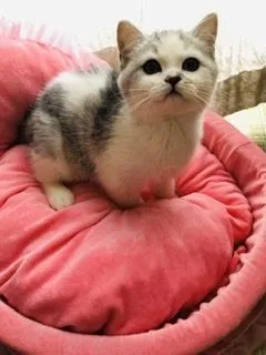 ID:2204-00213の子猫