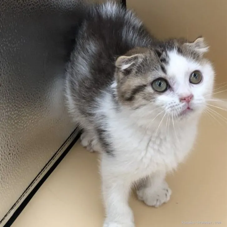 ID：2302-00288の子猫