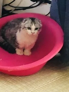 ID：2207-00251の子猫