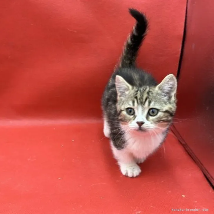 ID：2305-01852の子猫