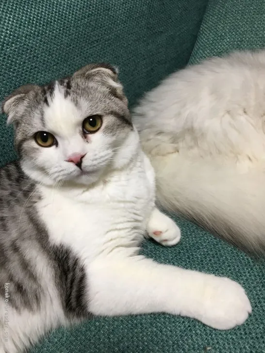 ID：1909-01826の子猫