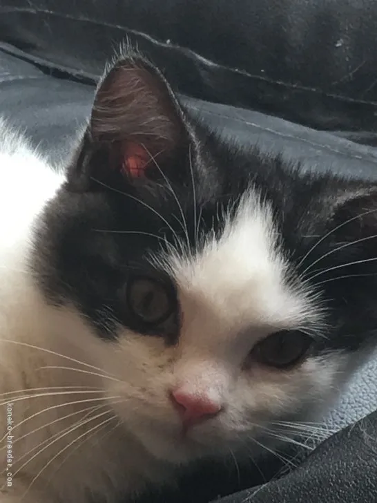 ID:1905-00516の子猫