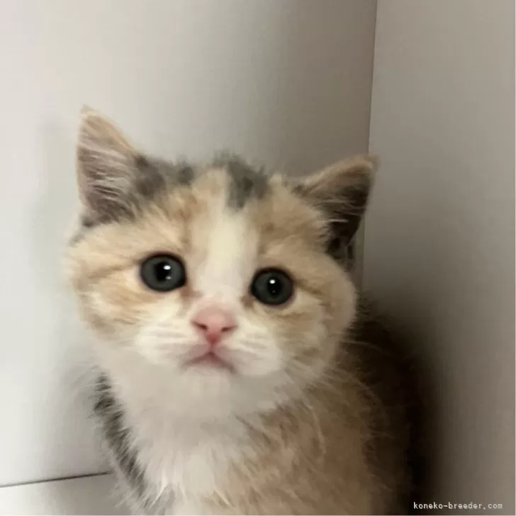 ID：2411-00882の子猫
