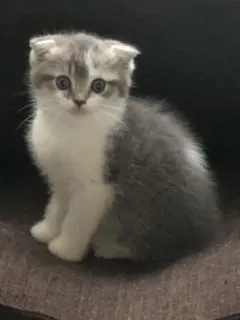 ID:2008-01782の子猫