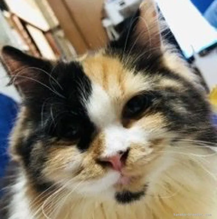ID：2208-01857の子猫
