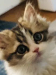 ID：2104-00122の子猫