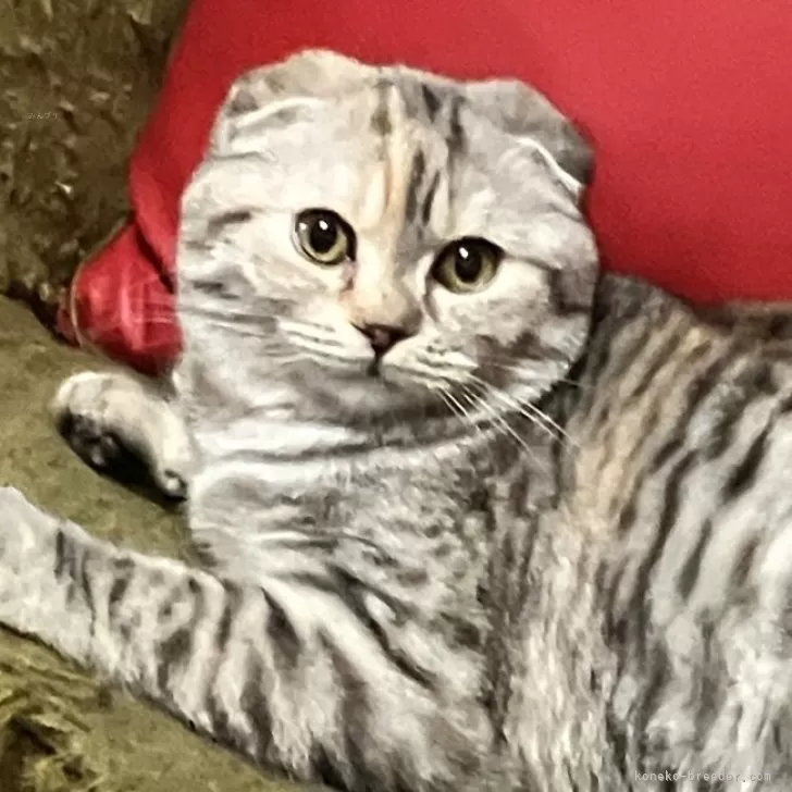 ID：2308-03270の子猫