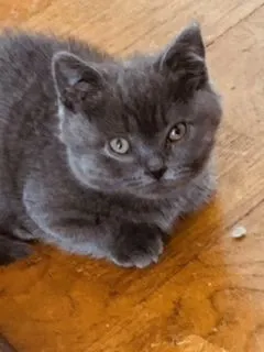 ID：2104-00970の子猫