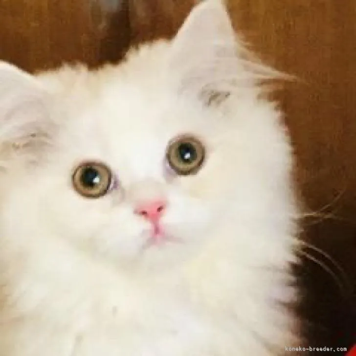ID：2210-00951の子猫