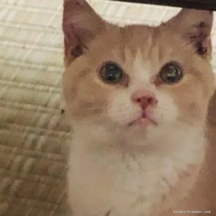 ID：2207-00216の子猫
