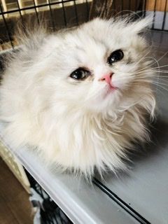 ミヌエット(長足)【北海道・女の子・2022年1月4日・ダイリュートキャリコ（ロング）】の写真「ますます美人猫さんになりました✨❣️」