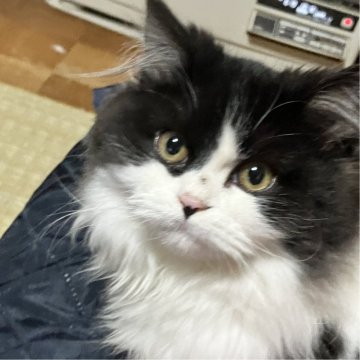 マンチカン(長足)【北海道・女の子・2023年9月13日・ブラック&ホワイト(ハチワレ)（ロング）】の写真「猫の日お値下❣ふわもこマンチ25日まで8万円‼️」