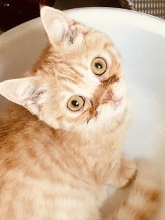 マンチカン(短足)【北海道・男の子・2021年8月4日・クリームタビー（ショート）】の写真「1月3日迄！年末年始のみ表示価格の20％off‼️」