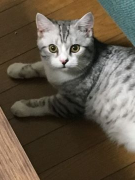 マンチカン(長足)【北海道・男の子・2019年4月13日・ブラック&ホワイト（ショート）】の写真「幸せを呼ぶと言われる短いしっぽ。ボブテイル💓💞」
