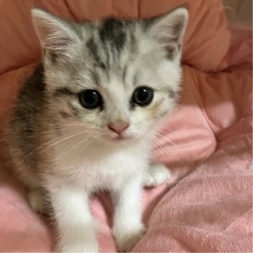 マンチカン【北海道・女の子・2024年4月29日・ダイリュートキャリコ（セミロング）】の写真「よく食べよく遊ぶ、上品カラーの美少女♡♡」