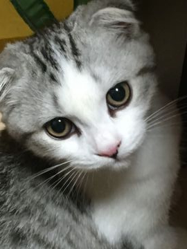 マンチカン(長足)【北海道・男の子・2019年3月23日・ブラックスモーク&ホワイト（中毛）】の写真「最終お値下!!❤超イケメンの足長くんです💓💞」