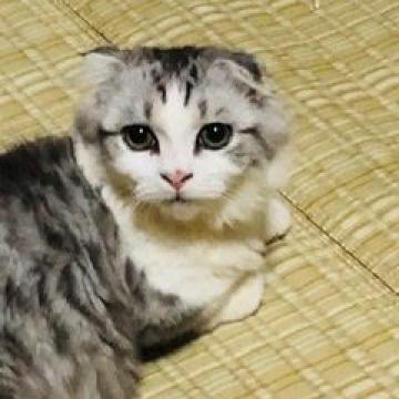 マンチカン(短足)【北海道・男の子・2022年2月11日・ブルー&ホワイト（セミロング）】の写真「20%OFF延長❣️7/31まで❣️」