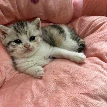マンチカン【北海道・女の子・2024年4月29日・ダイリュートキャリコ（セミロング）】の写真「ふわもこセミロングの淡いカラーが超可愛い❣️」