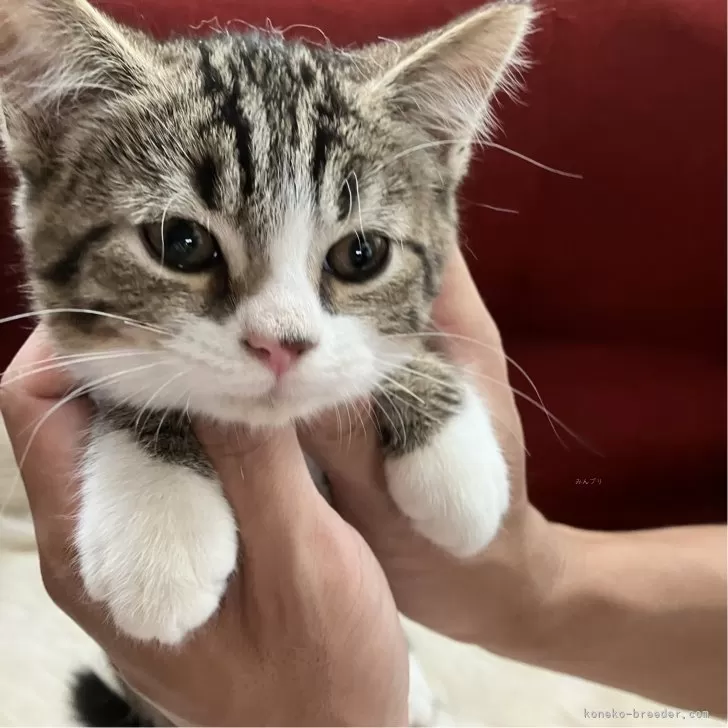 ID:2506-00153の子猫