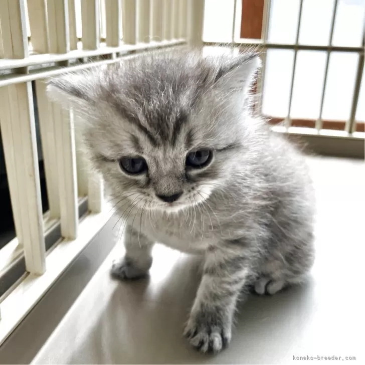 ID:2504-03138の子猫