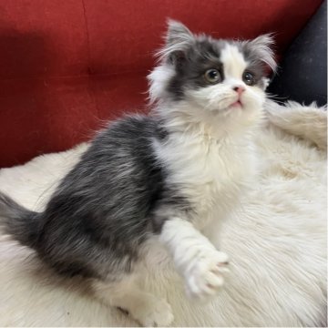 ミヌエット【北海道・男の子・2025年8月12日・ブラック&ホワイト（ロング）】の写真「超イケメンくん✨✨元気いっぱいの甘えん坊です💕」