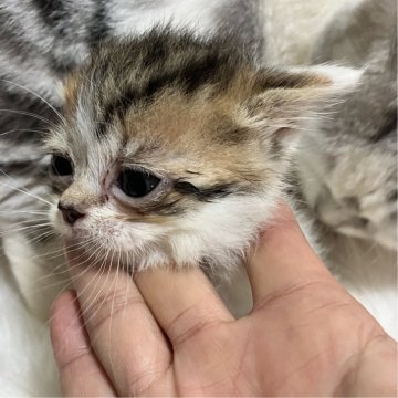 マンチカン(短足)【北海道・女の子・2025年5月12日・ダイリュートキャリコ（セミロング）】の写真「お値下げ❣️小さく産まれた短足。順調に成長中✨️」